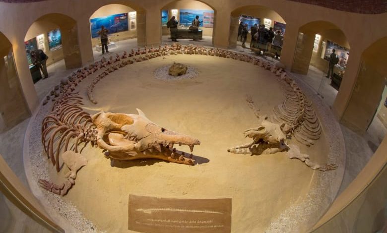 صورة محافظ الفيوم ونائب وزير السياحة يتفقدان متحف الحفريات بمحمية وادي الحيتان