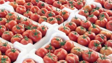 صورة تراجع أسعار الطماطم اليوم الأحد 27 – 12 -2020