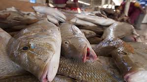 صورة أسعار الأسماك السبت 6 مارس 2021